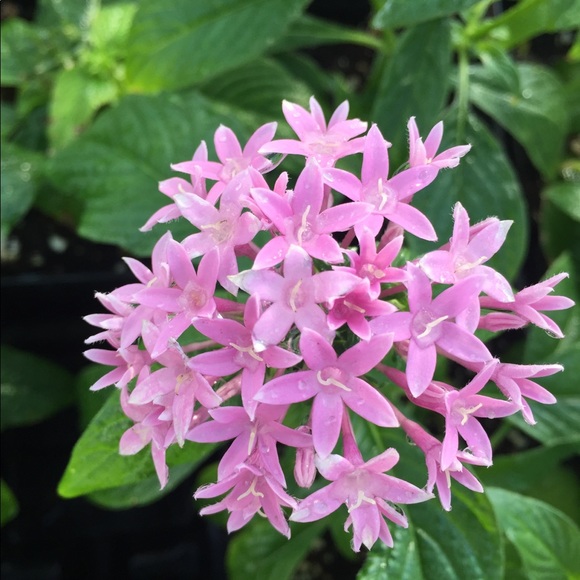 Meet your Posher, Molly - Picture 1 of 1